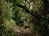 Foto: Weg im Parque Nacional Alerce Andino<br>Am Beginn der Carretera Austral nahe der Ort-schaft Chamiza ist die Abzweigung zum Alerce Andino Nationalpark. . Mit ca. 40.000 ha ist er das grte noch existierende Gebiet mit Valdivianischem Urwald, dem artenreichsten Nebelregenwald der Welt. Die Namensgeber des Parks, die Alerce-Bume, sind gigantische Koniferen, verwandt mit dem kalifornischen Redwood. Die  ltesten von ihnen schtzt man  auf  fast  5000 Jahre.<br>
