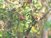 Curanilahue - Mutilla aus diesen Früchten wird sehr lekere Marmelade hergestellt.