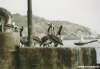 Pelikane warten aus Nahrung