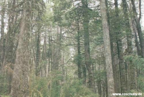 Parque Nacional Conguillio