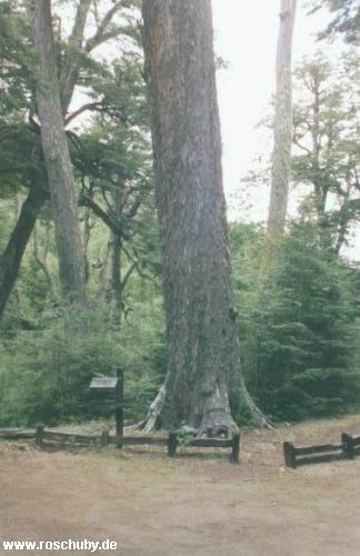 Parque Nacional Conguillio