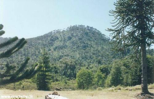 Parque Nacional Nahuelbuta