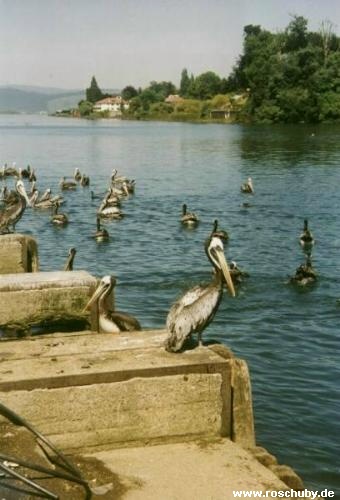 Valdivia