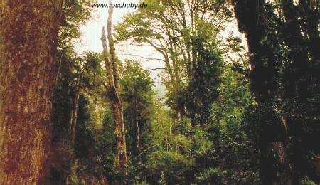 Parque Nacional Queulat