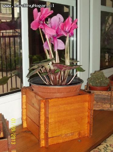 Porta Macetero Pino 12,5cm - Porta Macetero rústico en madera reciclada de Pino. Construido con uniones de madera para el uso interior y exterior, piso incrustado para dar una mejor resistencia. Con protección en el color Cedro contra la humedad. Este producto se puede usar para Plantas como por ejemplo, para Flores, Cactus y/o otros. Por su forma y diseño se adapta a diferentes ambientes. Porta Macetero rústico en madera reciclada de Pino. Construido con uniones de madera para el uso interior y exterior, piso incrustado para dar una mejor resistencia. Con protección en el color Cedro contra la humedad. Este producto se puede usar para Plantas como por ejemplo, para Flores, Cactus y/o otros. Por su forma y diseño se adapta a diferentes ambientes.