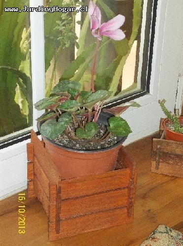 Porta Macetero rstico en madera reciclada de Pino. Construido con uniones de madera para el uso interior y exterior. Con proteccin en el color Cedro contra la humedad. Este producto se puede usar para Plantas como por ejemplo, para Flores, Cactus y/o otros. Por su forma y diseo se adapta a diferentes ambientes. Con este producto se puede hermosear su Casa de manera fcil y eficiente. 