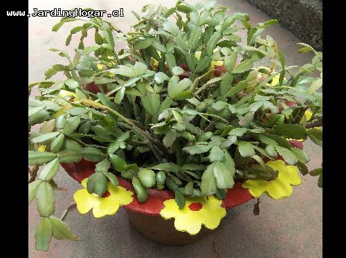 Hermoso Marco de Neumtico reciclado en rojo con Flores amarillos para Maceteros. Este Marco se puede usar para Maceteros con un Dimetro entre 35cm hasta 43cm y es ideal para el exterior. Se puede usar en el Jardn, la Terraza, en la Entrada o en el Lugar que Usted estima conveniente. Con la Compra de este Producto Usted ayuda al medio Ambiente e evita que este Neumtico termina contaminando nuestra Naturaleza. Las medidas aproximadamente del Macetero son: Dimetro interior 35cm y exterior 55cm